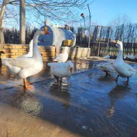 فروش و پیش فروش جوجه قوغاز سفید اوکراینی