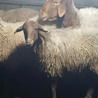 فروش بره پرواری وگوشتی