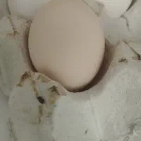 فروش تخم نطفه دار