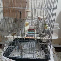 عروس هلندی