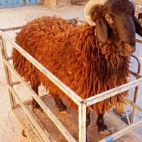 گوسفندزنده بره نر ماده بز بزغاله شیشک میش قربانی