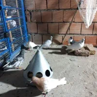 تعدادی کبوتر پرشی بشرط زدو خوردی