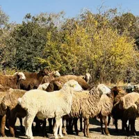 بدون واسطه مستقیم از دامداری خرید کنید
