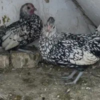 مرغ و خروس|حیوانات مزرعه|مشهد, قائم|دیوار