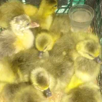 غاز دورگه و محلی و اوکراینی ۲۵ روزه