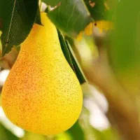 پیش فروش نهال گلابی بیروتی با شرایط چک