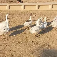 غاز سالم و سرحال