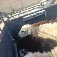 شادگان خروسی فیه شمالی