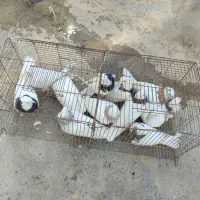 معاوزه|پرنده|کبودرآهنگ, |دیوار