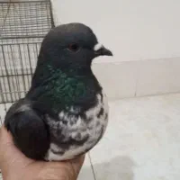 کفتر سوسکی ماده