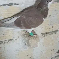 کبوتر شهرستانی