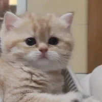 british golden|گربه|کرج, گوهردشت|دیوار