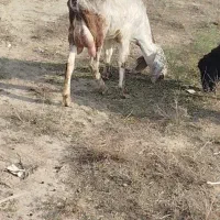 طوقلی گوسفند دوقولوزا|حیوانات مزرعه|گنبد کاووس, |دیوار