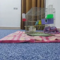 مرغ عشق اسپانگل