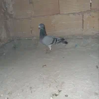 کبوتر مسافتی|پرنده|پاکدشت, پاکدشت (مامازند)|دیوار