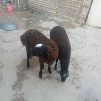 دو بره یک نر ویک ماده|حیوانات مزرعه|شوشتر, |دیوار