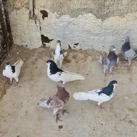 چندجفت کفتر|پرنده|شیراز, شیخ علی چوپان|دیوار