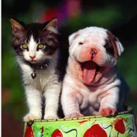 اصلاح و آموزش اصلاح حیوانات|لوازم جانبی حیوانات|کرج, عظیمیه|دیوار