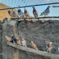 کبوتربلندپرواز