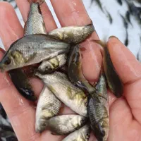 تولیدوفروش بهترین نژاد ماهیان کپور و آمور|ماهی|گرگان, |دیوار