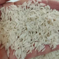 برنج طارم هاشمی گیلان
