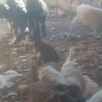 بزغاله چهارده عدد چهار عدد نر ده عدد ماده سالم|حیوانات مزرعه|سبزوار, اسلام آباد|دیوار