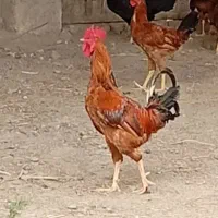 ۴ عدد مرغ ۱ عدد خروس
