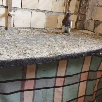 پشت سرور و کله سرخ و کرم نر|پرنده|شیراز, شهرک گلها|دیوار