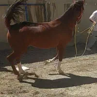 اسب نر دره شوری در سپیدان|اسب و تجهیزات اسب‌سواری|شیراز, گویم|دیوار