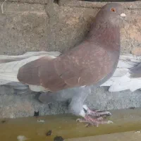 کبوتر تکپر|پرنده|دماوند, دماوند|دیوار