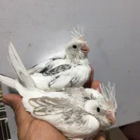 عروس هلندی سرلاکی وبالغ نرو گرینچک