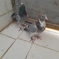 ی جفت آردن|پرنده|مسجد سلیمان, |دیوار