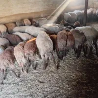 گوسفند داشتی و ابستن|حیوانات مزرعه|کیاسر, |دیوار