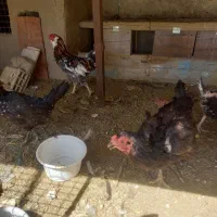 سه تاخروس گلین بالغ ونیمچه معاوضه کفتر مرغ پرنده