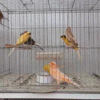 فروش قناری جفت وتک|پرنده|حمیدیا, |دیوار