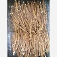 پیاز کرفس کوهی|خدمات باغبانی و درختکاری|شهرکرد, |دیوار