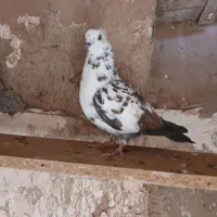 کبوتر