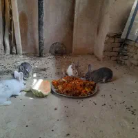 خرگوش بزرگ نقنه