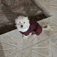 واگذاری شیتزو‌ تریر ۲.۵ ساله