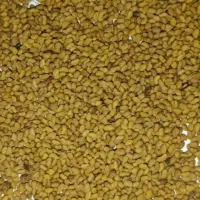 فروش بذر یونجه درجه یک شرکتی