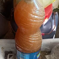 آبغوره امساله|خوردنی و آشامیدنی|رشت, یخسازی|دیوار