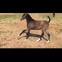 کره اسب|اسب و تجهیزات اسبسواری|ایلام, |دیوار