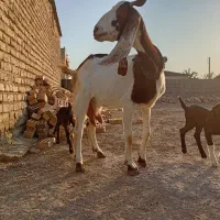 بز پاکستانی دوقلوزا