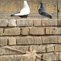 کفتر|پرنده|شیراز, کوشک میدان|دیوار