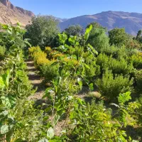 فروش‌یک‌قطعه‌باغ‌‌در‌روستای‌چشمه‌سهراب