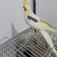 عروس هلندی|پرنده|گلستان (تهران), |دیوار