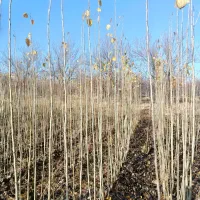 ارگام  نهال در مجموعه نهالستان سیتوشا