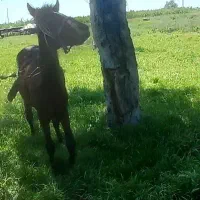 اسب نریان