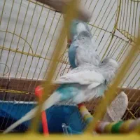 مرغ عشق|پرنده|گرگان, |دیوار