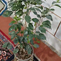 بنجامین ودیفن باخیا وسانسوریا بسیارزیبا|گل و گیاه طبیعی|اهواز, حصیرآباد|دیوار